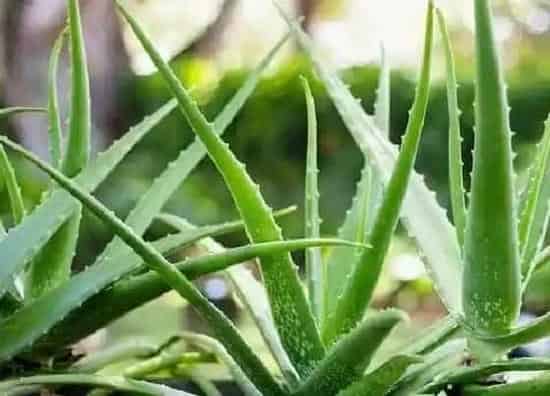 习性特点|芦荟开花是什么样子的 开花寓意是什么