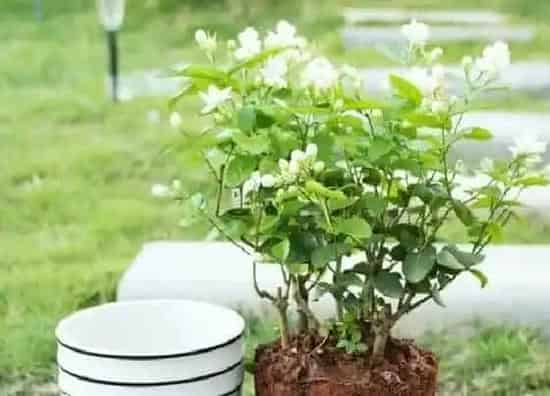 果实成熟|茉莉花茶采摘时间和收获季节