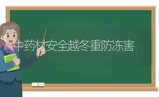 中药材安全越冬重防冻害 | 药材种植