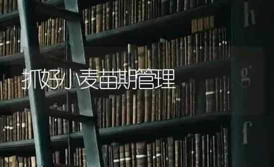 抓好小麦苗期管理 | 粮油作物种植
