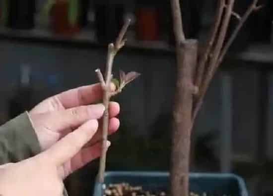 植物扦插|三角梅的扦插方法和注意事项 三角梅扦插时间和方法