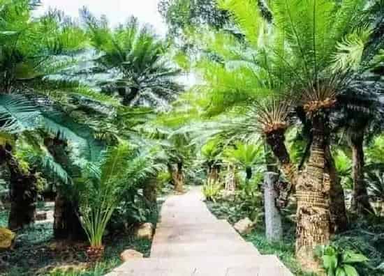 植物寓意|铁树的寓意和象征风水