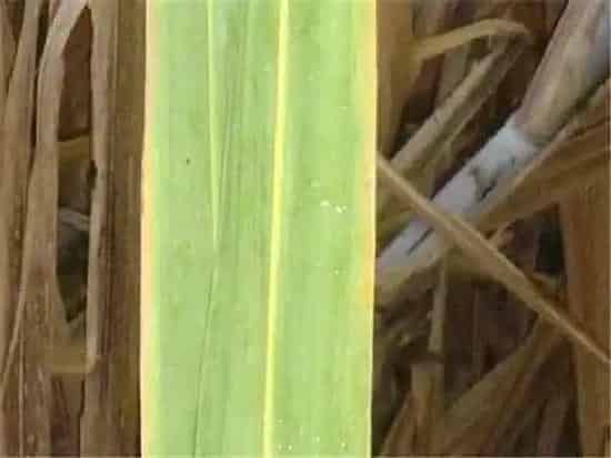 植物病害|甘蔗黄叶病用什么药效果好 病因及防治方法