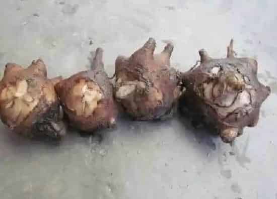 植物生根|附子怎么修根