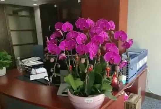 养殖科普|蝴蝶兰花谢后怎么处理 花谢后养护方法