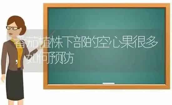 番茄植株下部的空心果很多，如何预防 | 瓜果种植