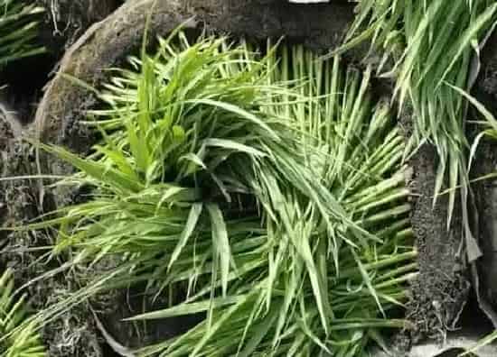 植物修剪|水稻苗徒长怎么办