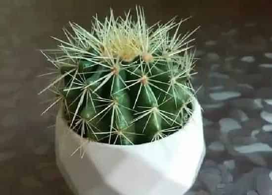 养殖科普|仙人球能晒太阳吗