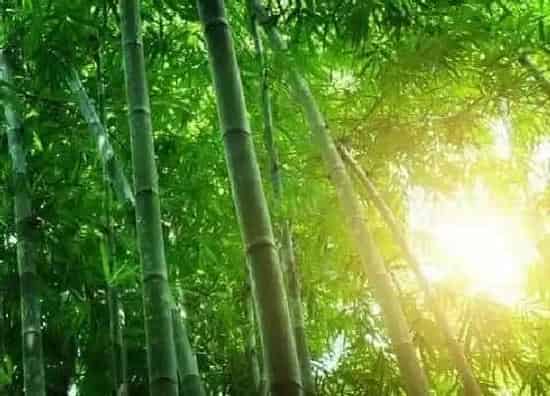 种植百科|北方竹子什么时候种植最好