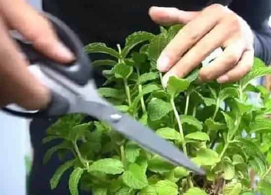 植物修剪|薄荷剪枝能插活吗 剪下来的枝叶扦插方法