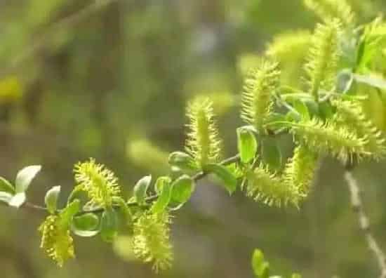 植物百科|柳树有种子吗