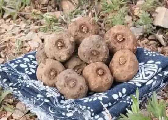 植物播种|魔芋什么时候播种最好