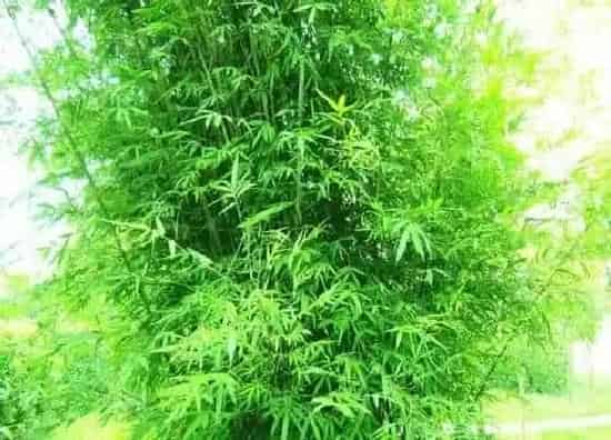 种植百科|北方竹子什么时候种植最好