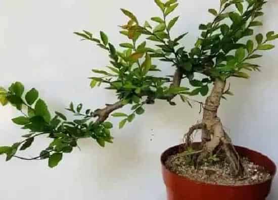 植物寓意|榆树的寓意和象征风水