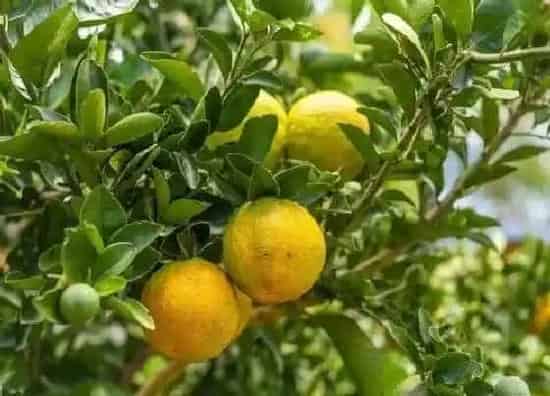 种植管理|橘子树几年结果实