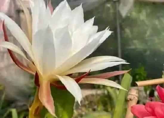 习性特点|昙花的样子和特点描写