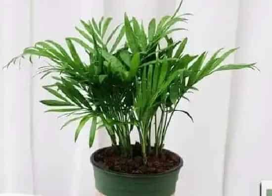 植物修剪|袖珍椰子树怎么修剪好看