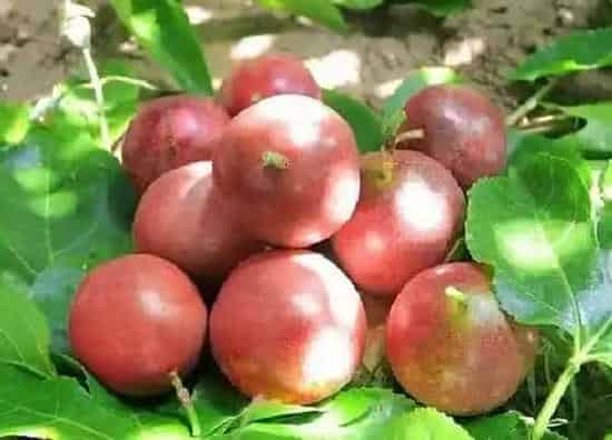 果实成熟|百香果什么季节成熟