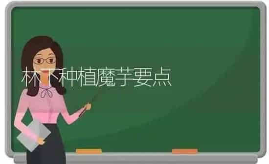 林下种植魔芋要点 | 植物种植百科