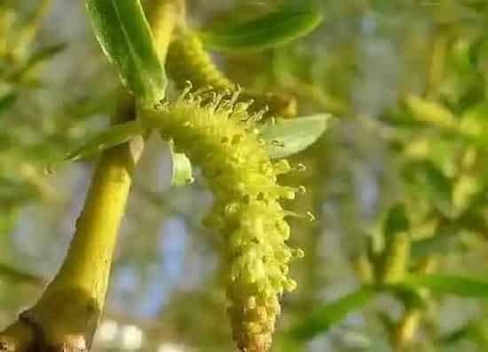植物百科|柳树有种子吗