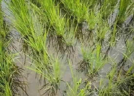 植物修剪|水稻苗徒长怎么办