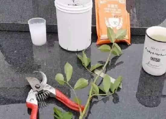 植物扦插|什么时候扦插月季花成活率高（月季花怎样插枝容易活）