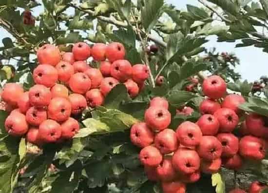 果实成熟|山楂几月份成熟采摘 采摘最佳时节
