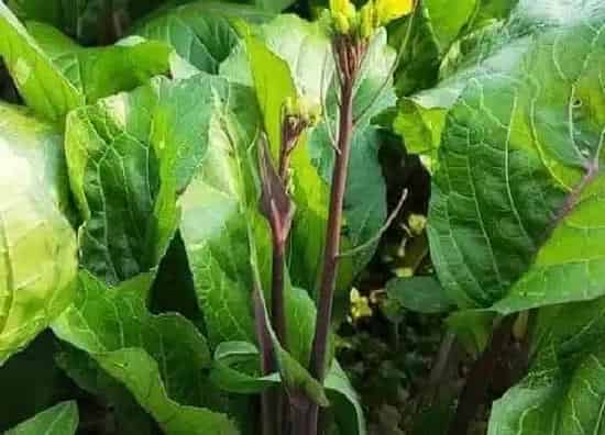 种植方法|北方红菜苔种植时间和方法