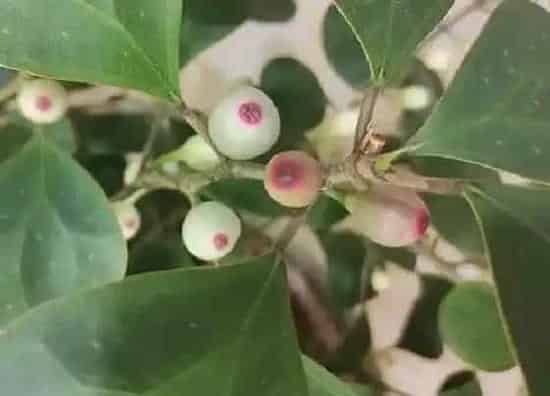 果实科普|菩提树几年开花结果