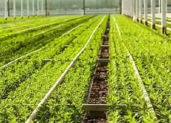 种植方法|北方红菜苔种植时间和方法