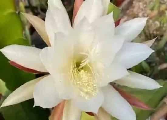 习性特点|昙花的样子和特点描写