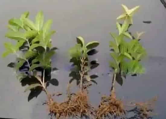 植物扦插|桂花树插枝能活吗