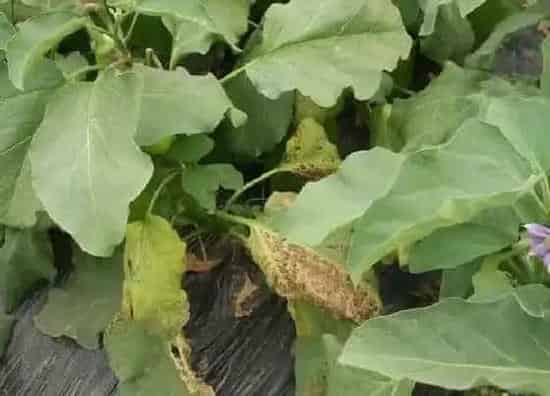 植物病害|茄子黄叶病的原因及治疗处理方法