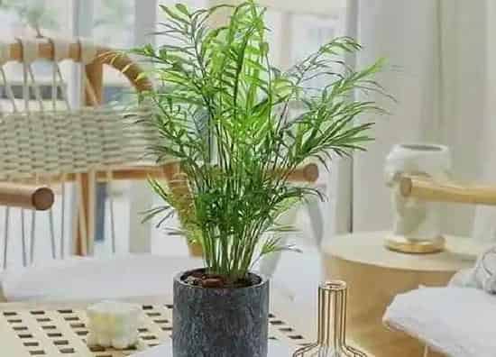 植物修剪|袖珍椰子树怎么修剪好看