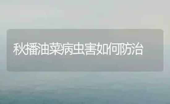 秋播油菜病虫害如何防治 | 粮油作物种植
