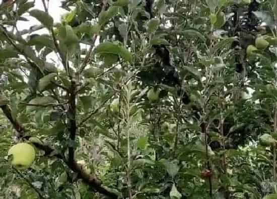 植物产地|陕西产什么水果
