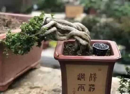 植物百科|寿娘子是什么植物