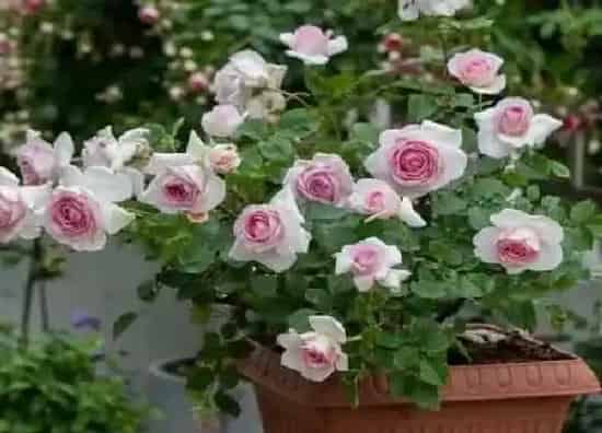 植物扦插|什么时候扦插月季花成活率高（月季花怎样插枝容易活）