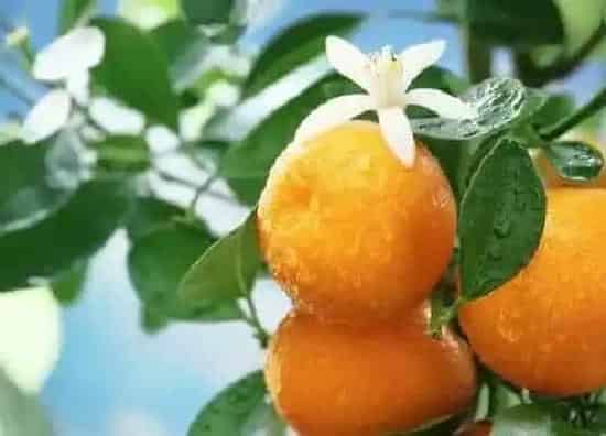 种植管理|橘子树几年结果实