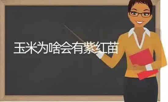 玉米为啥会有紫红苗 | 粮油作物种植