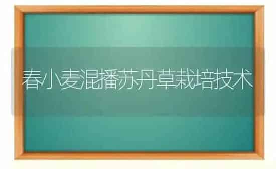 春小麦混播苏丹草栽培技术 | 粮油作物种植