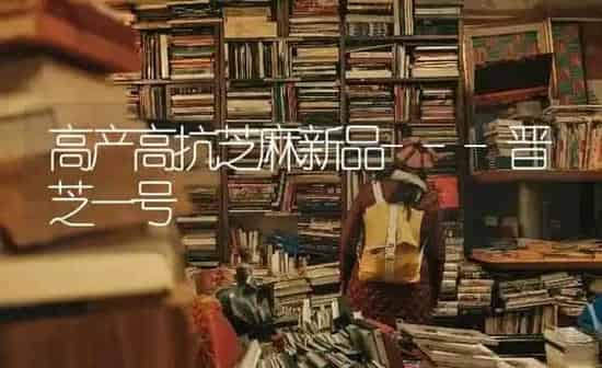 高产高抗芝麻新品---晋芝一号 | 粮油作物种植