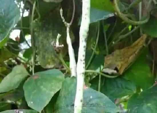 植物病害|豆角炭疽病发病原因及治疗方法