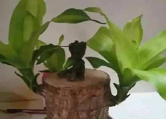 植物百科|巴西木什么人不能养