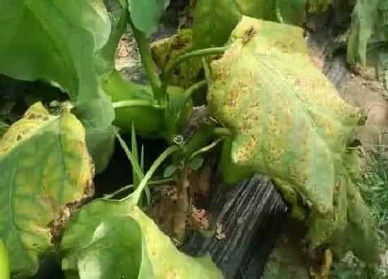植物病害|茄子黄叶病的原因及治疗处理方法