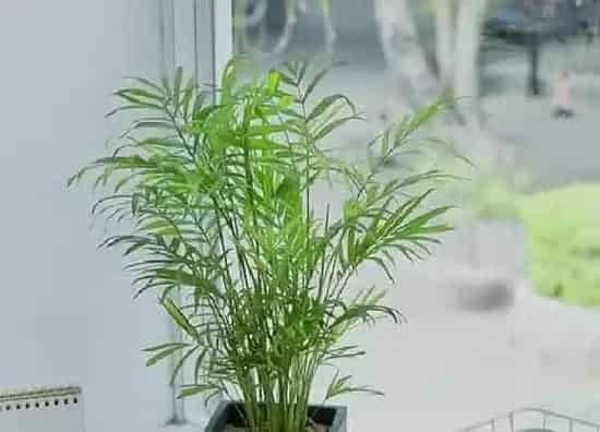植物修剪|袖珍椰子树怎么修剪好看