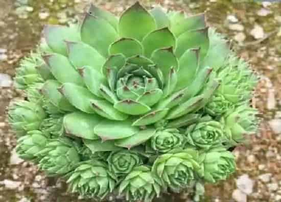 植物浇水|观音莲浇水的正确方法