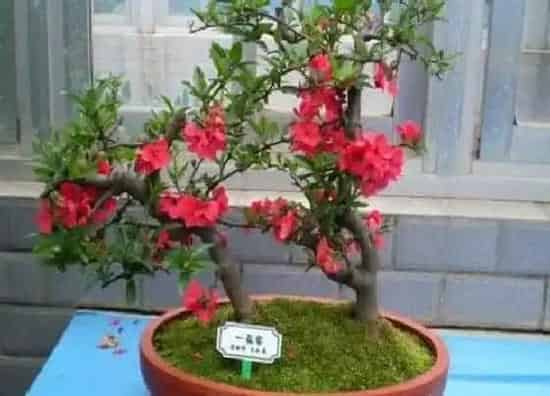 植物价格|海棠花多少钱一盆