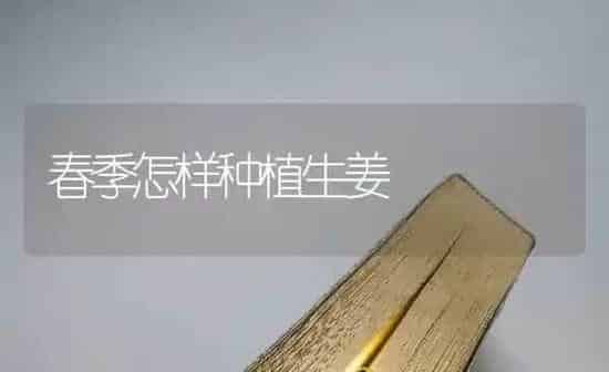 春季怎样种植生姜 | 植物种植百科