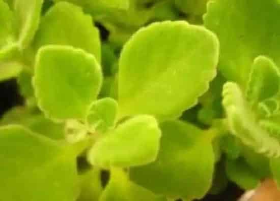 掉叶子|碰碰香掉叶子怎么办